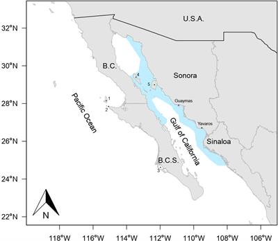 An integrated catch-at-age model for analyzing the variability in biomass of Pacific sardine (Sardinops sagax) from the Gulf of California, Mexico